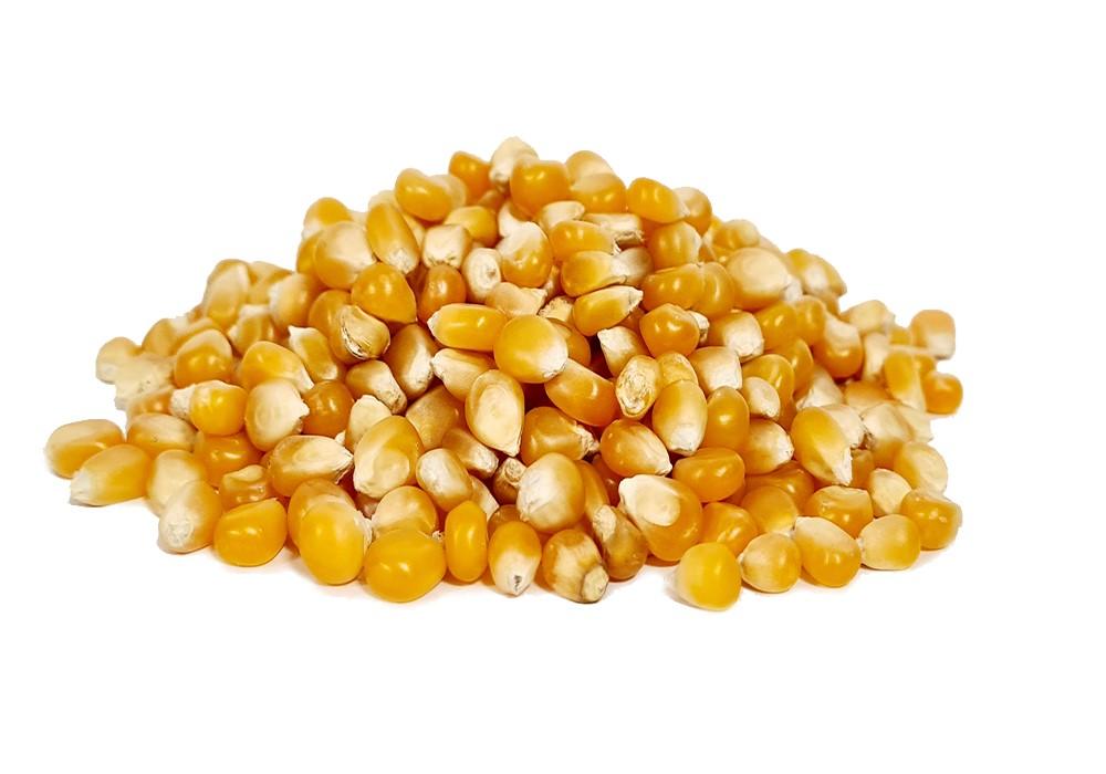 Grand popping corn kernels